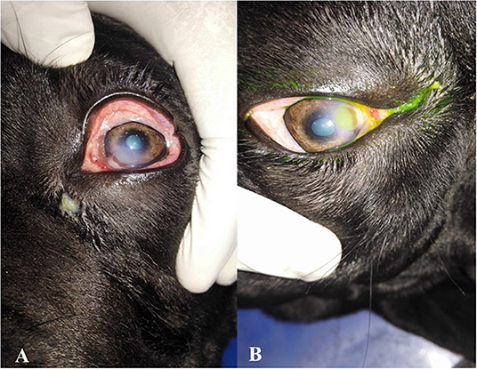 Eye drops for ulcers in dogs new arrivals