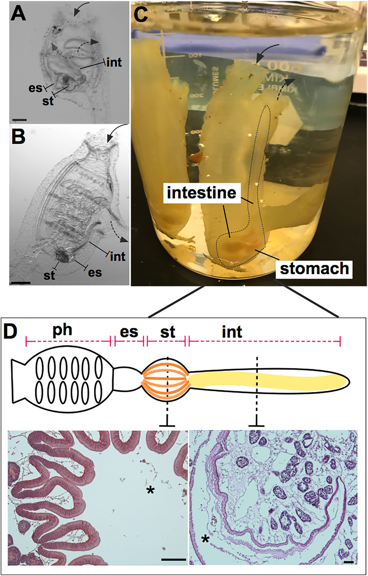 fimmu-12-642687-g001.jpg