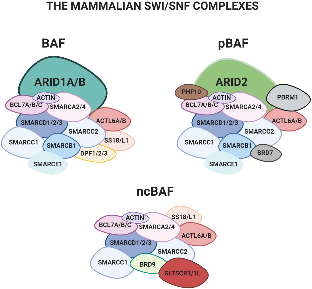 Frontiers | The Evolutionary Conserved SWI/SNF Subunits