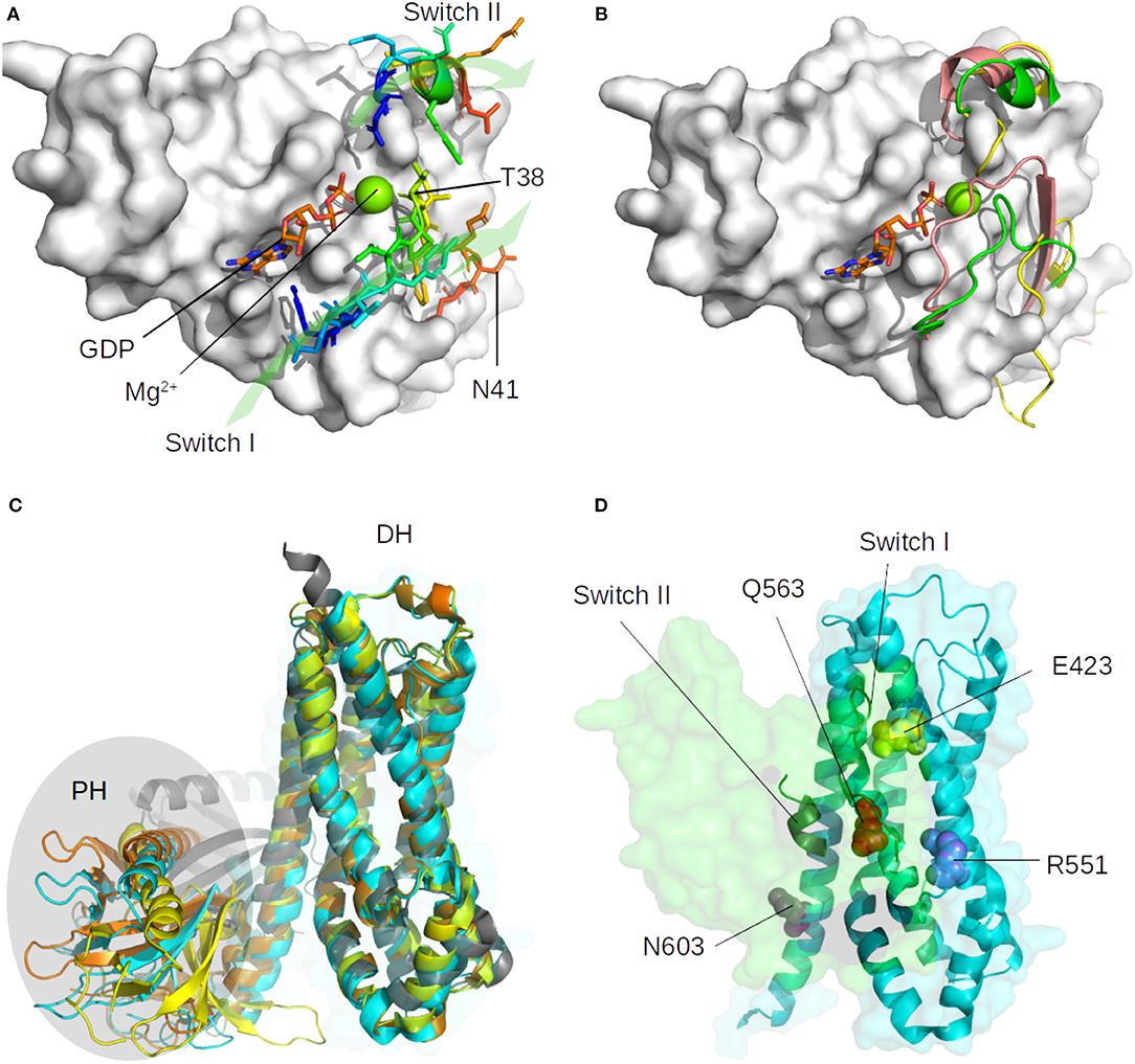Structural Design and Analysis of the RHOA-ARHGEF1 Binding Mode: Challenges and Applications for Protein-Protein Interface Prediction