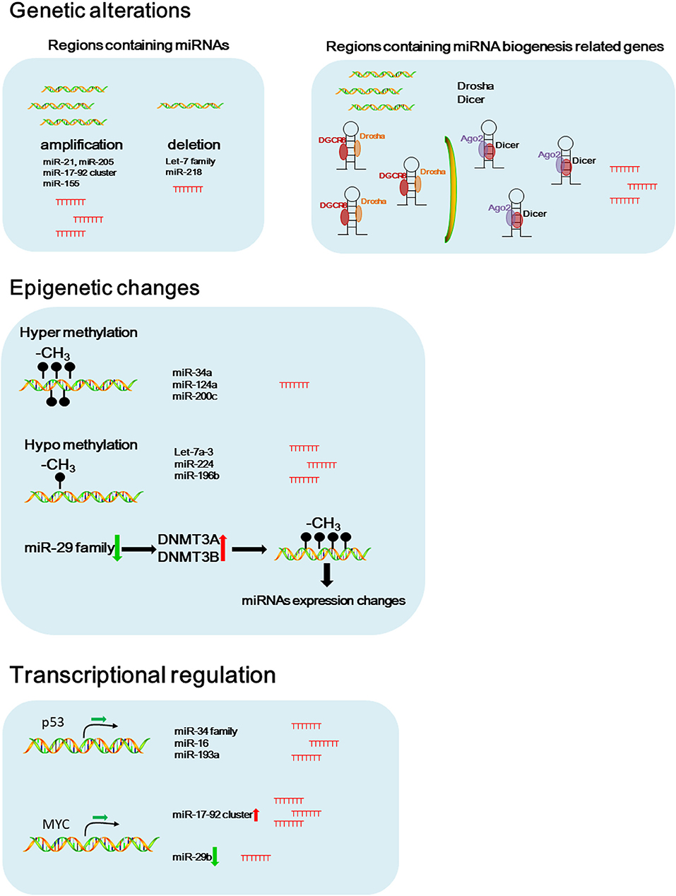 Frontiers | Frontiers of MicroRNA Signature in Non-small Frontiers | Frontiers of MicroRNA Signature in Non-small