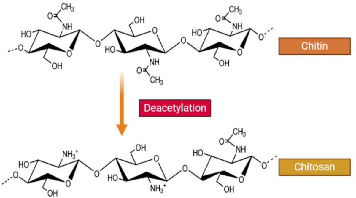 Frontiers Chitosan Based Nanoparticles Against Viral Infections