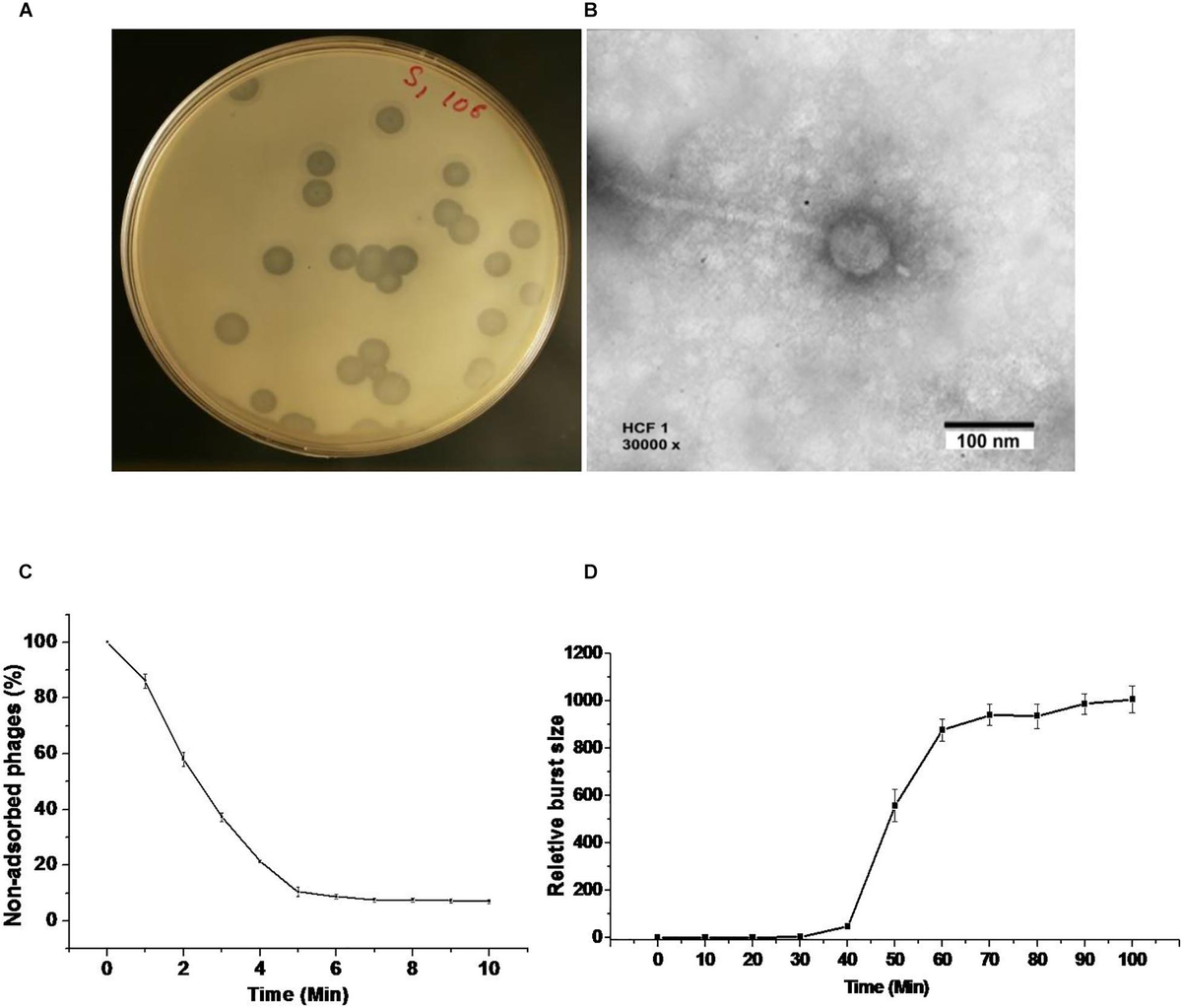Frontiers | Phenotypic Characterization and Whole-Genome Analysis of a ...