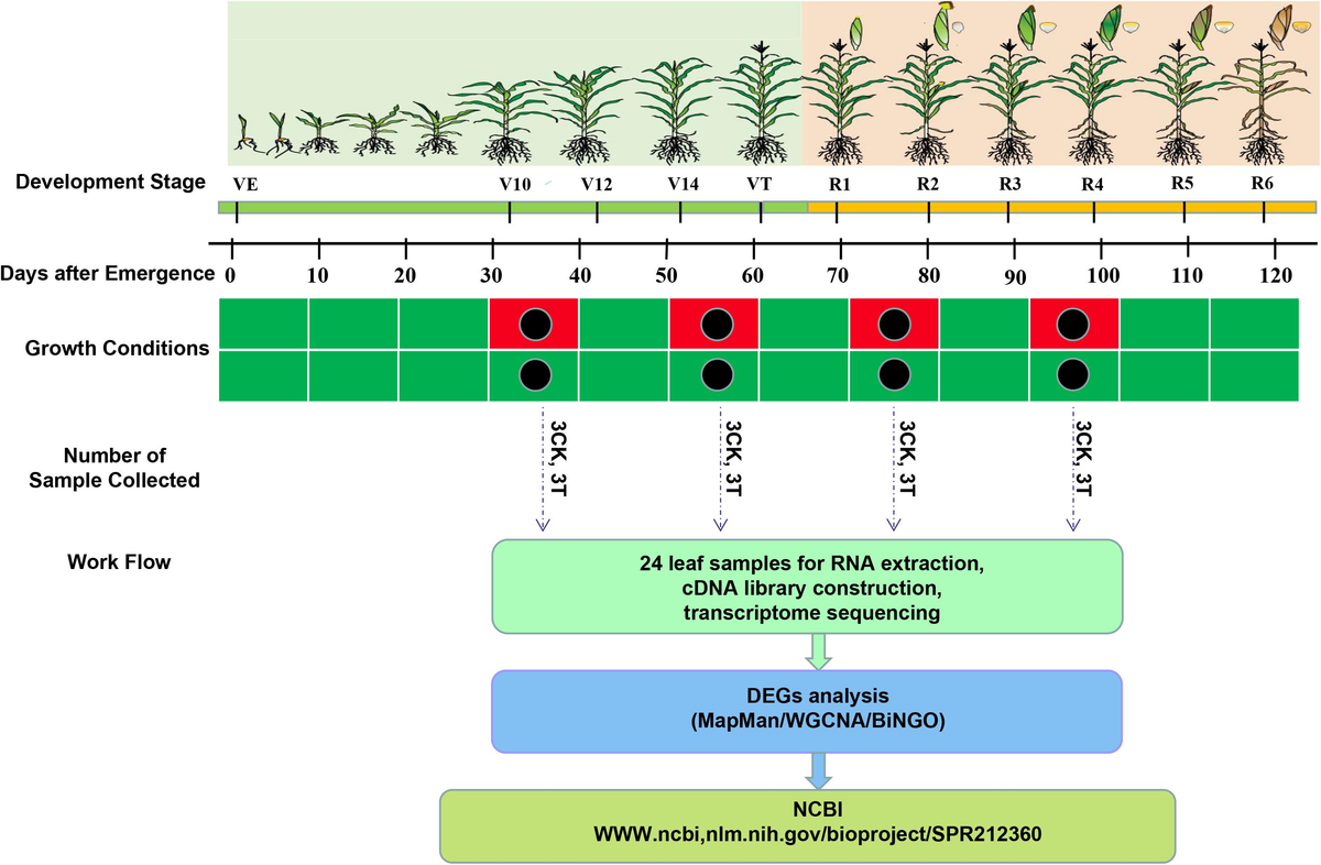 Frontiers | Global Transcriptome and Weighted Gene Co