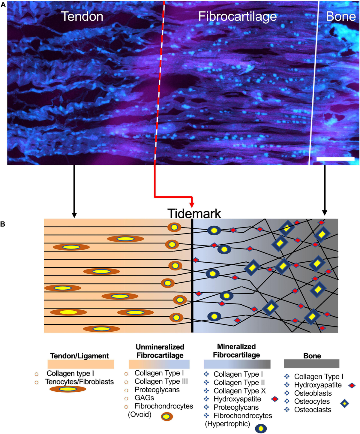Frontiers | Tissue Engineering for the Insertions of Tendons