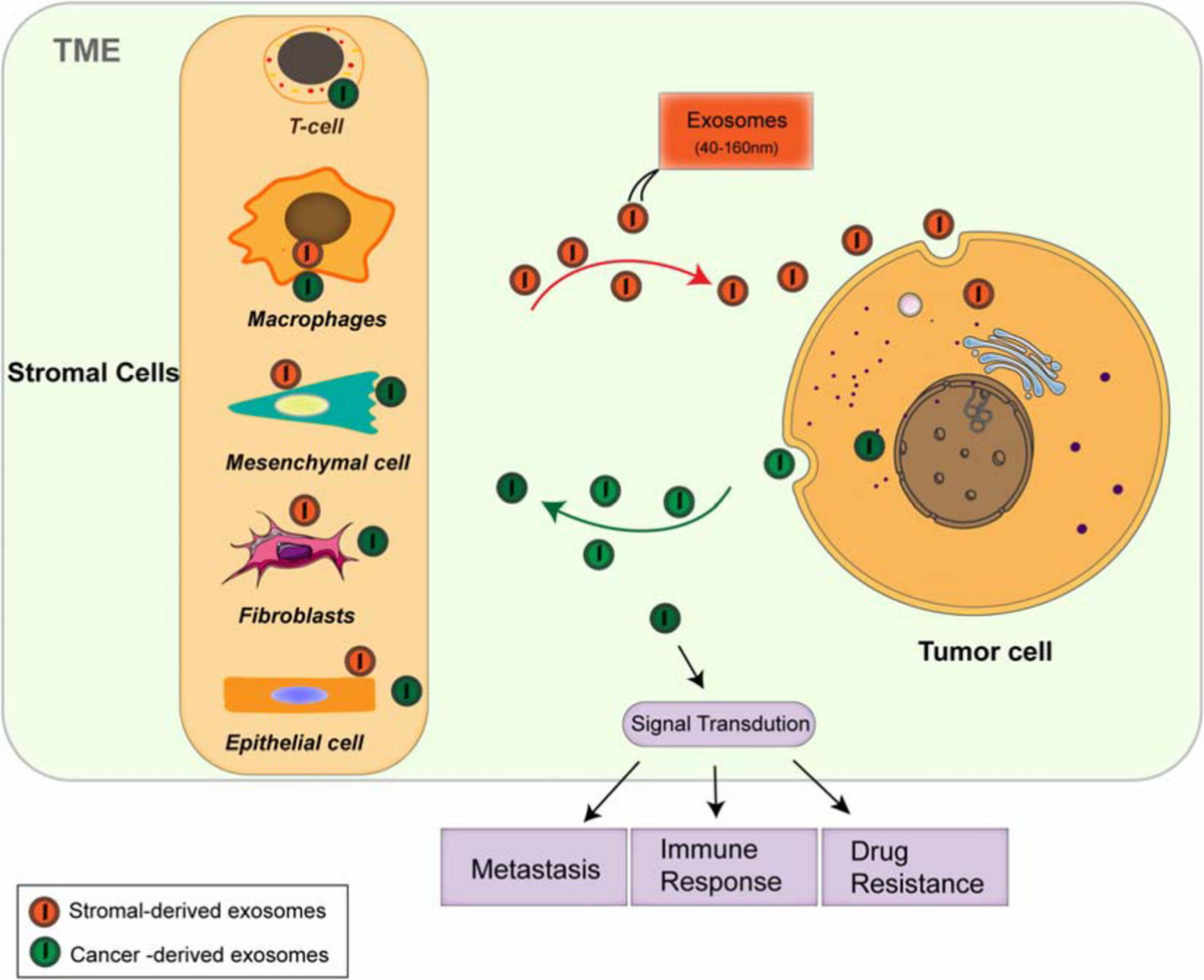 アズマ 1/64 Aoshima Light Weight Sports MAZDA AUTOZAM AZ-1 BLUE diecast