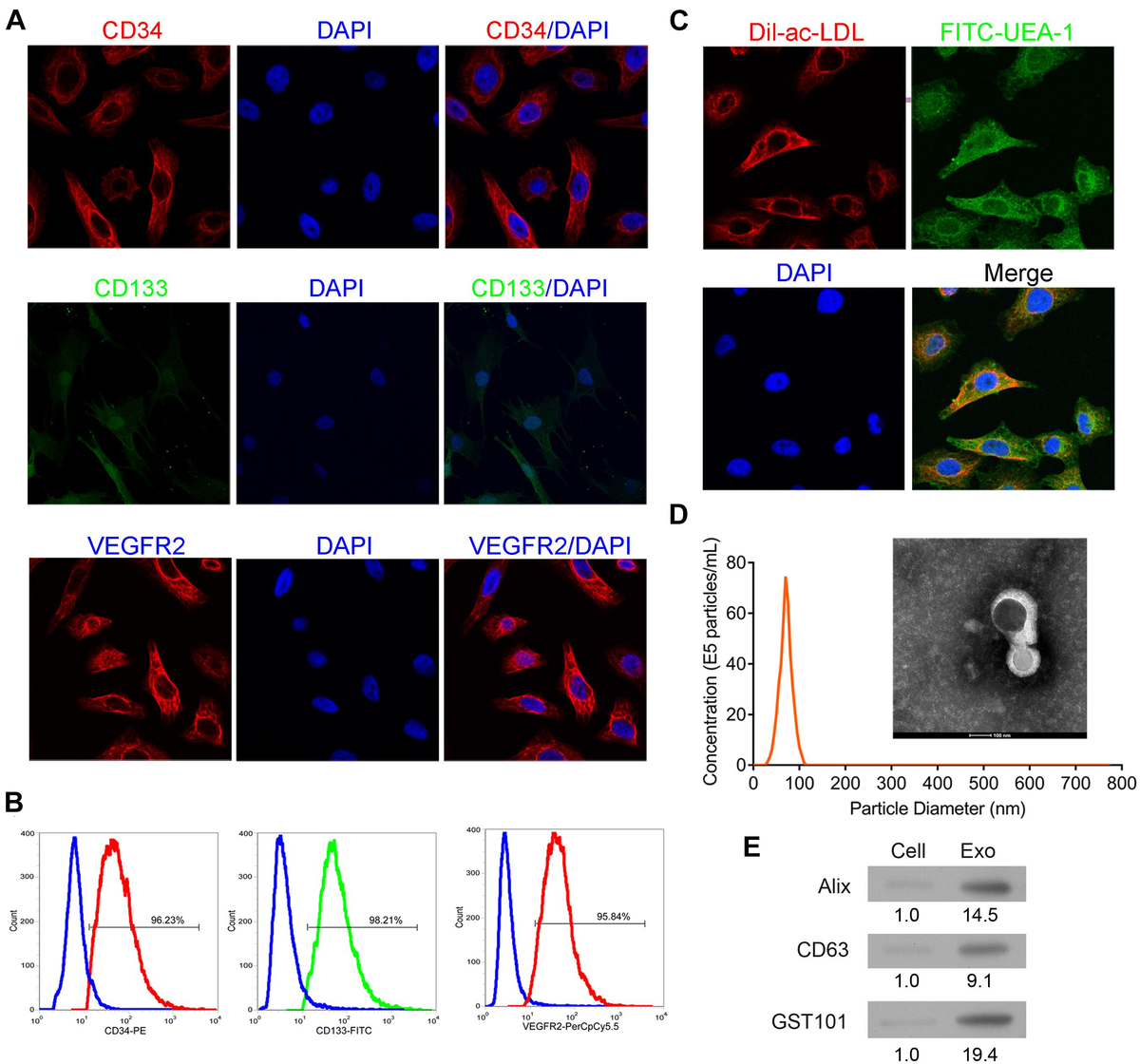 Frontiers | EPC-Derived Exosomal miR-1246 and miR-1290 Regulate