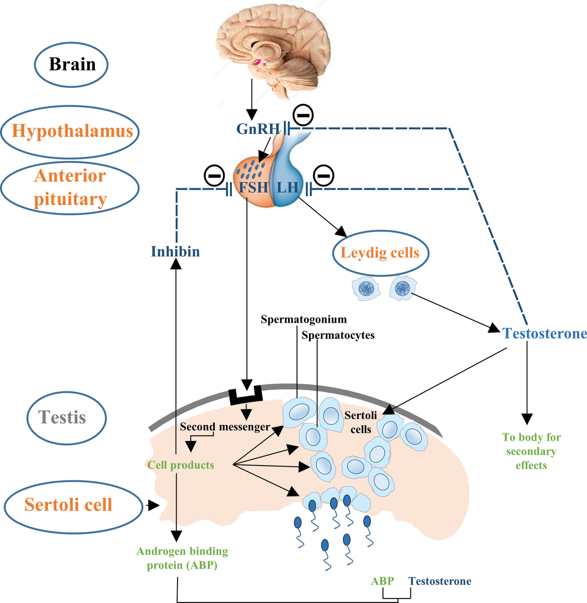 Rus kaltak anal jinsiy aloqa Erining tahqirlanishini aks ettiruvchi rus ayollik porno