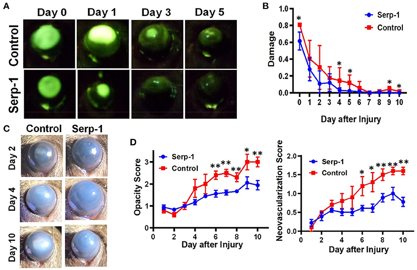 治癒の病理 = Pathology of Wound Healing 裁断済み Frontiers | 5-HT1A Receptor Function Makes Wound Healing a