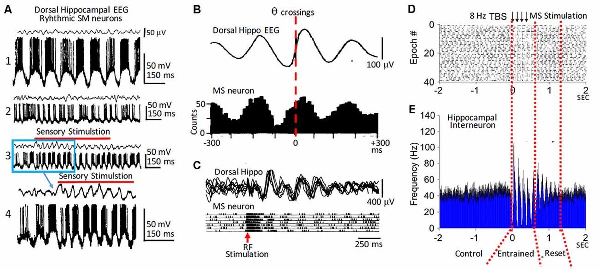 Frontiers | The Theta Rhythm of the Hippocampus: From