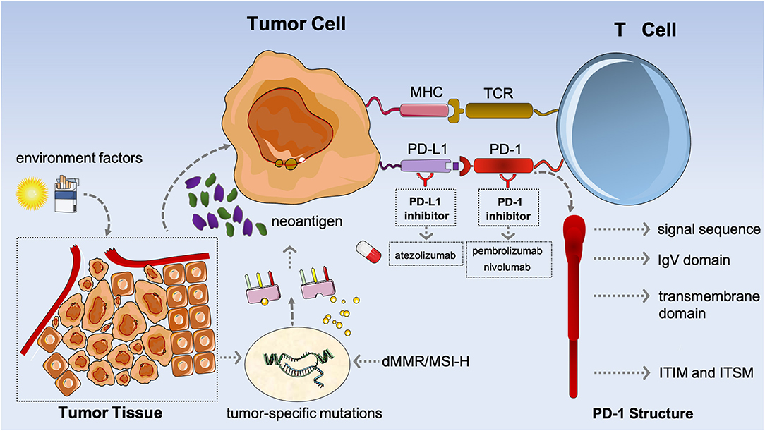 Frontiers | Biomarkers in Immunotherapy-Based Precision