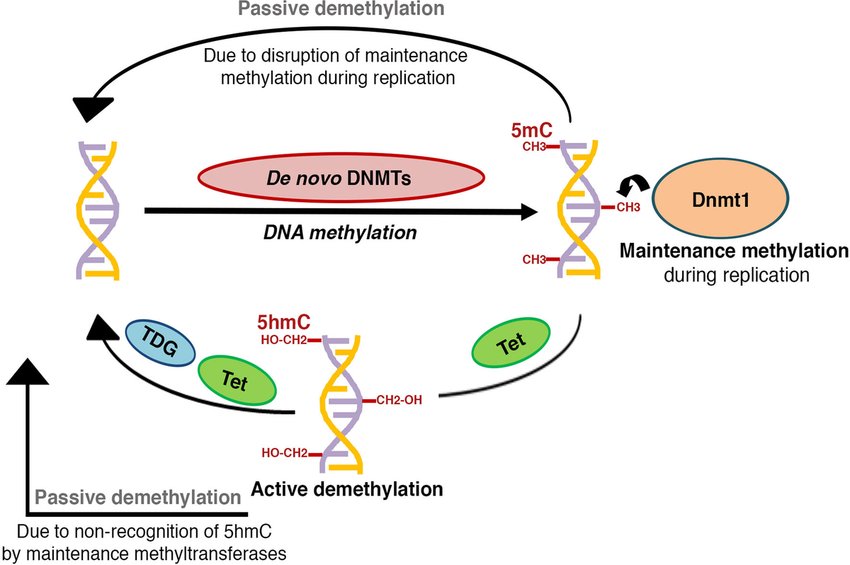 DNA Metilasyonu
