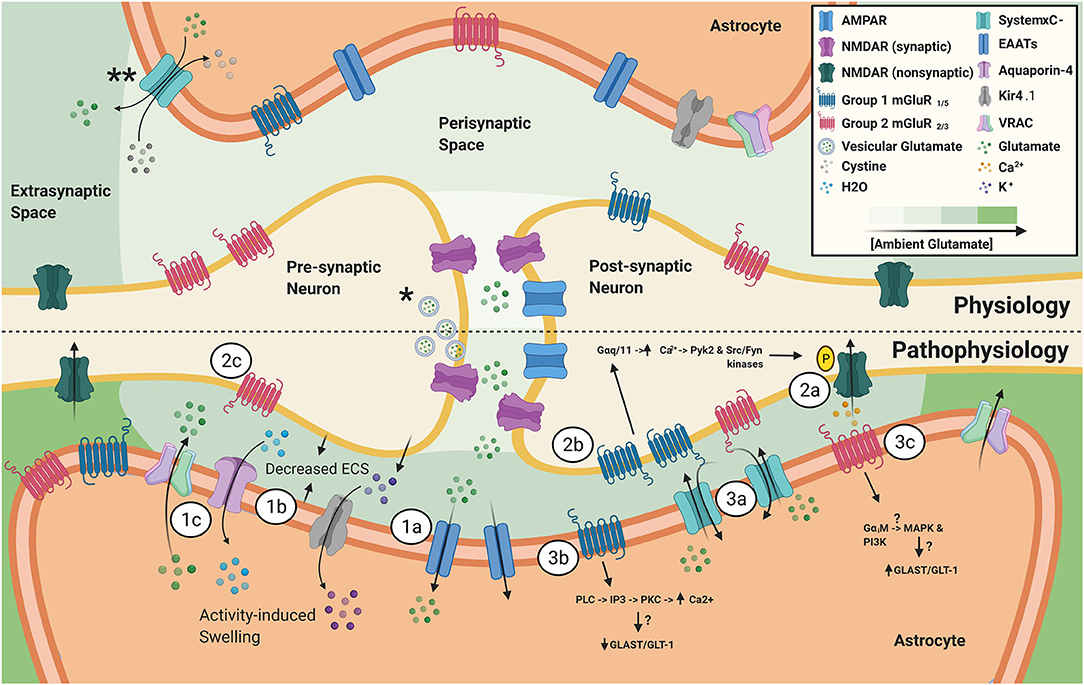 Frontiers | Dysregulation of Ambient Glutamate and Glutamate