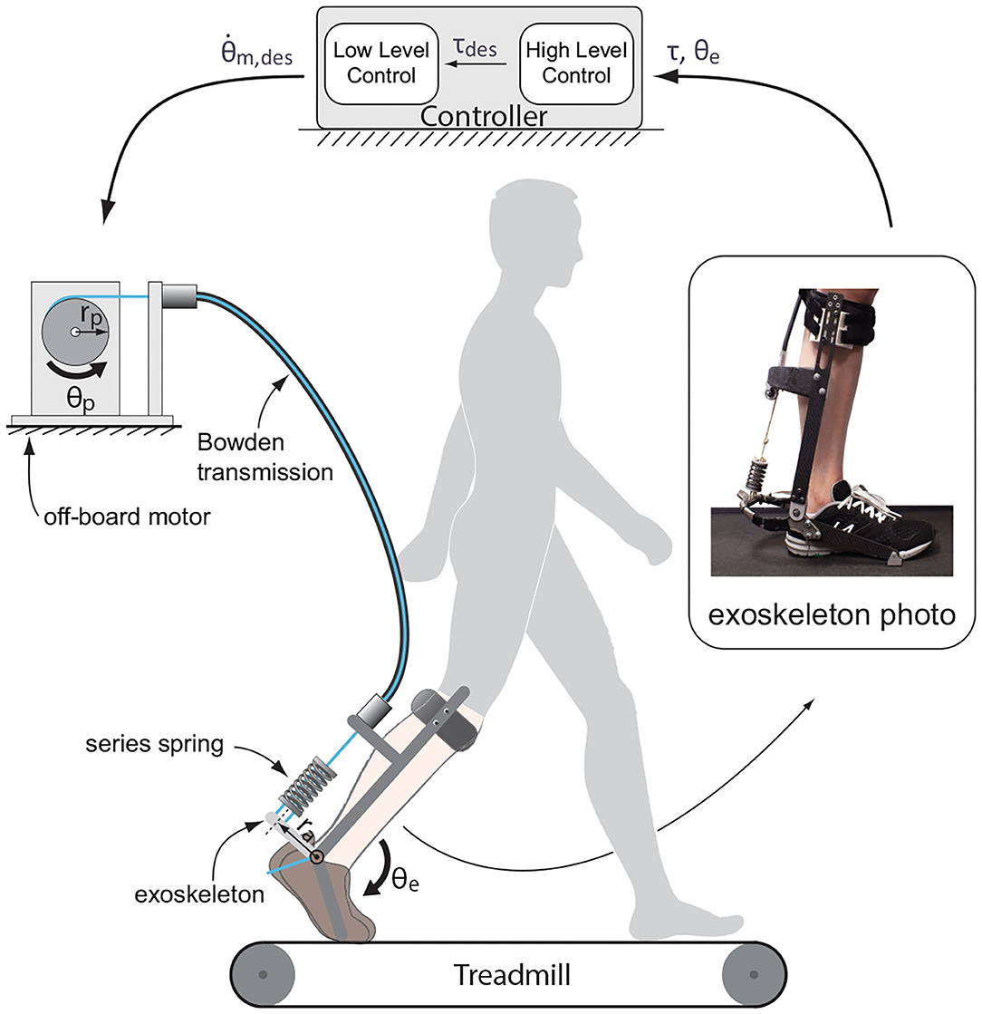 Running: Biomechanics and Exercise Physiology in Practice