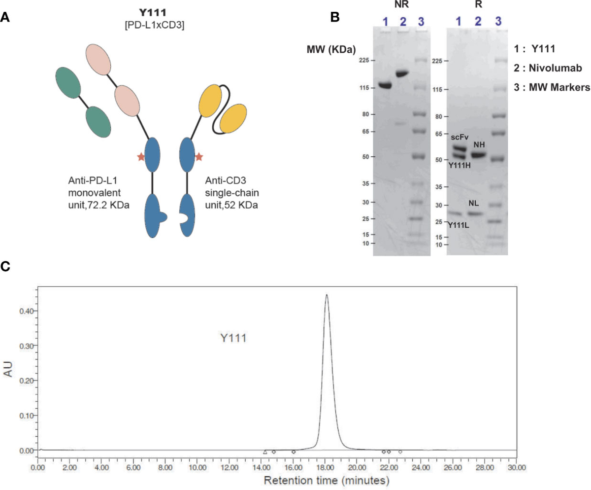 y111 nude 09 Frontiers | Bispecific Antibody PD-L1 x CD3 Boosts the Anti-Tumor Potency  of the Expanded Vγ2Vδ2 T Cells