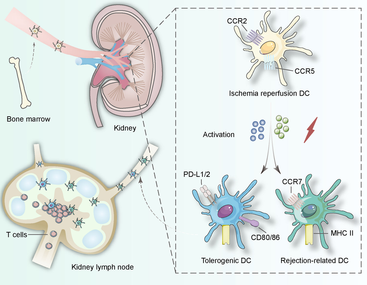 高質で安価 | Frontiers Dendritic Renal in Players Versatile Cells: タブレット