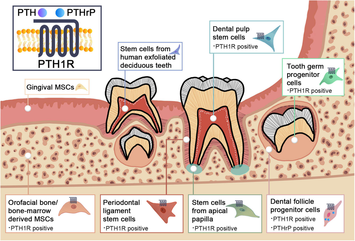 健康・医学 The Tooth Preparation 書籍詳細「The Tooth Preparation」 | フォルディネット
