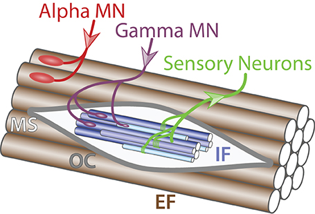 Frontiers | Motor neurons and the generation of spinal motor 