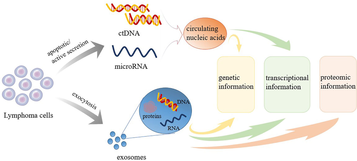 Frontiers Clinical Application of Liquid Biopsy in Non Hodgkin Lymphoma Frontiers Clinical Application of Liquid Biopsy in Non Hodgkin Lymphoma