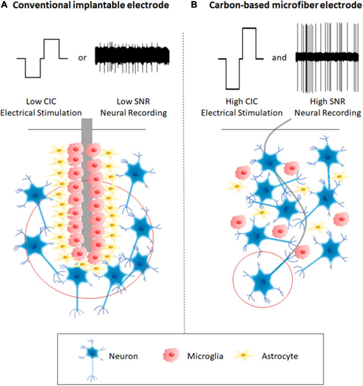 Frontiers | Advances in Carbon-Based Microfiber Electrodes