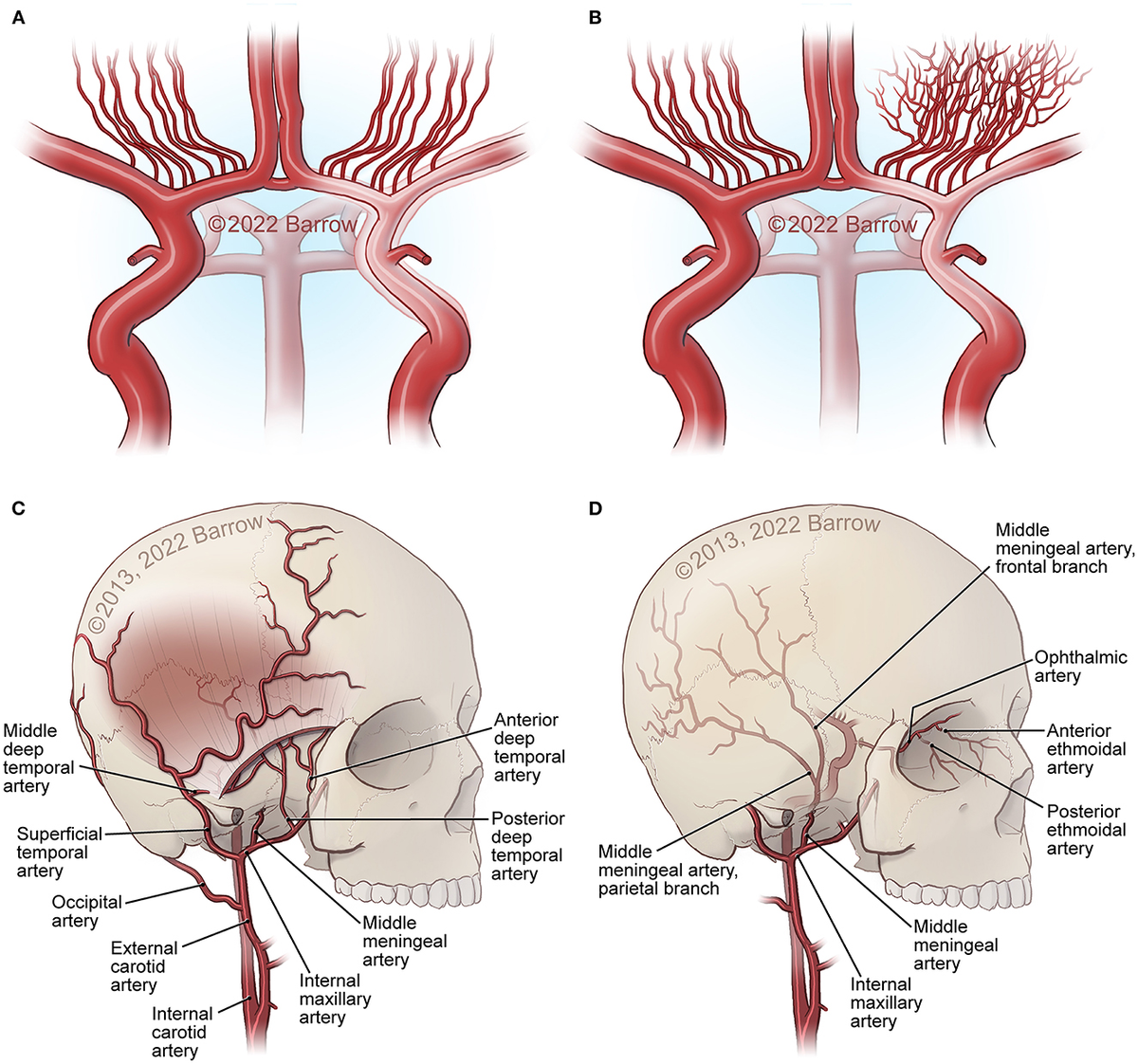 高評価アイテム Frontiers | Physiological and pathophysiological mechanisms ウェア