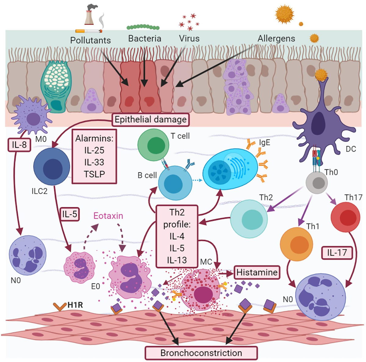 Frontiers | Neuroimmune Pathophysiology in Asthma