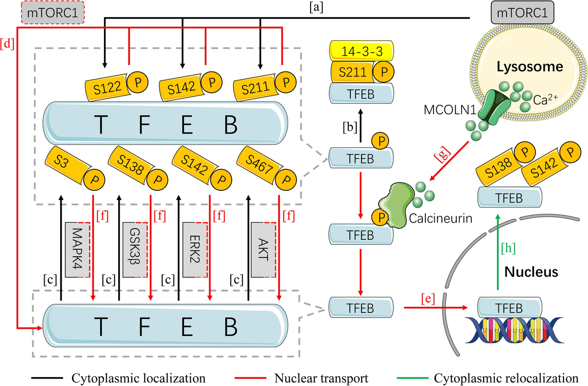 Frontiers | The Role and Regulatory Mechanism of