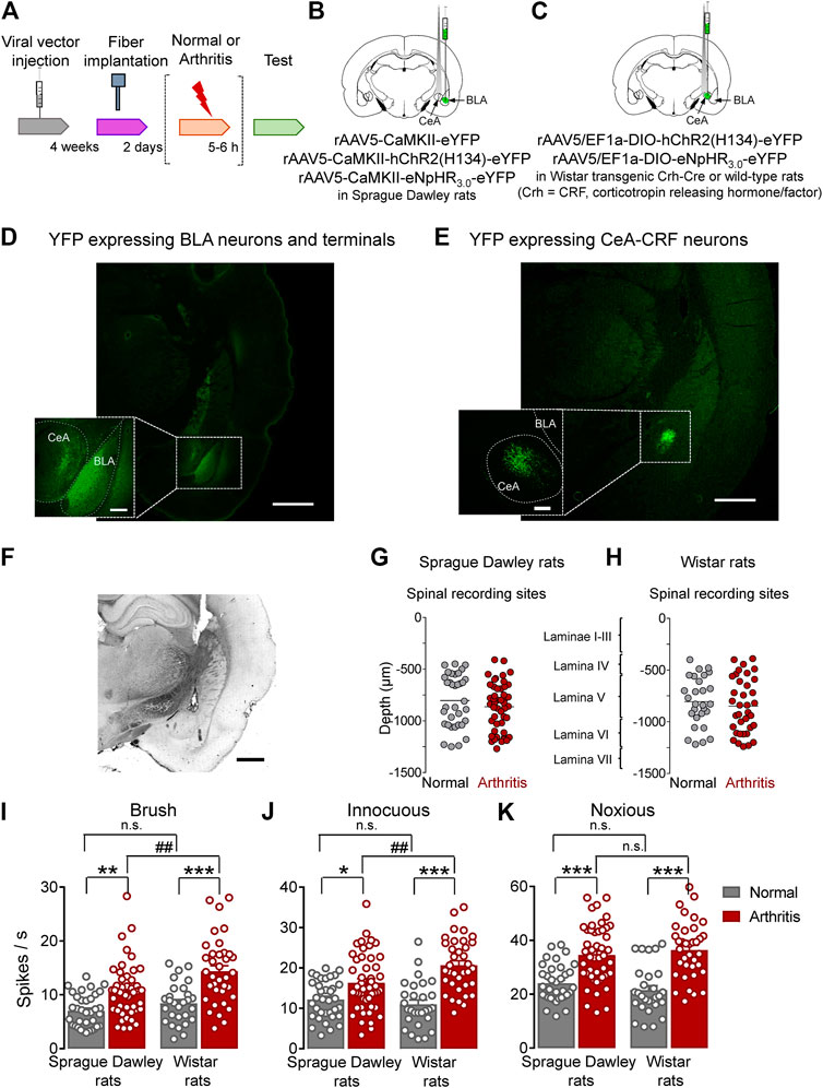 Frontiers | Optogenetic Manipulations of Amygdala Neurons