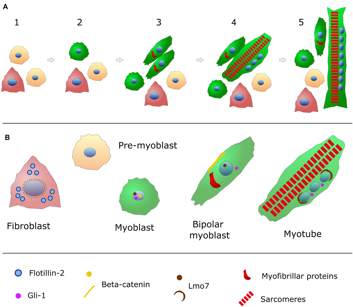 特価ブランド Embryonic of Role The | Frontiers Chick Culture Cell Muscle トップス