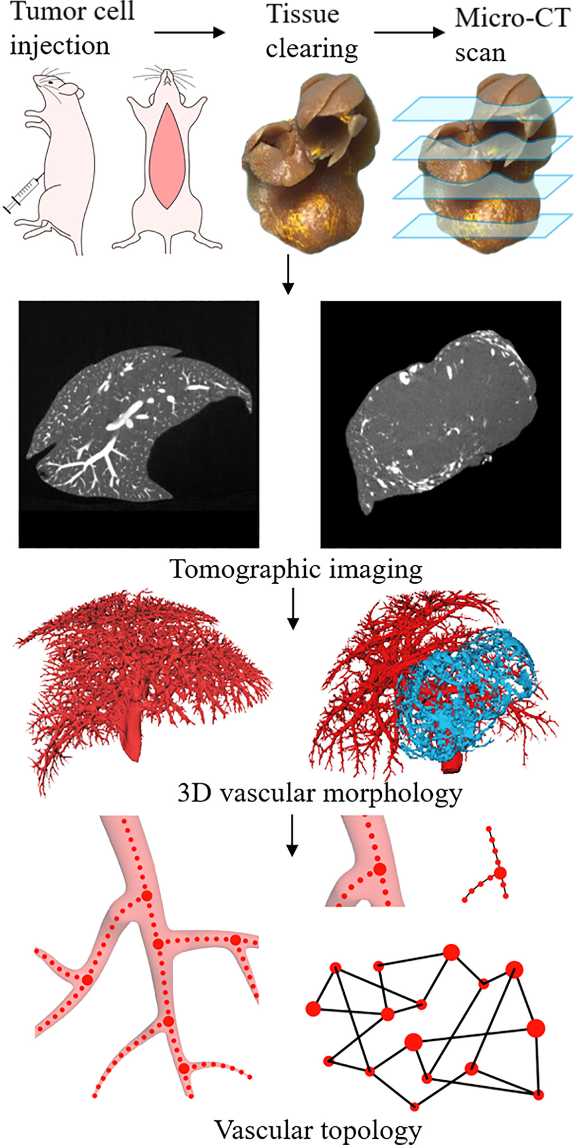 Frontiers | Assessment of Vascular Network Connectivity of