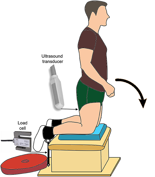 Biceps femoris strengthening online