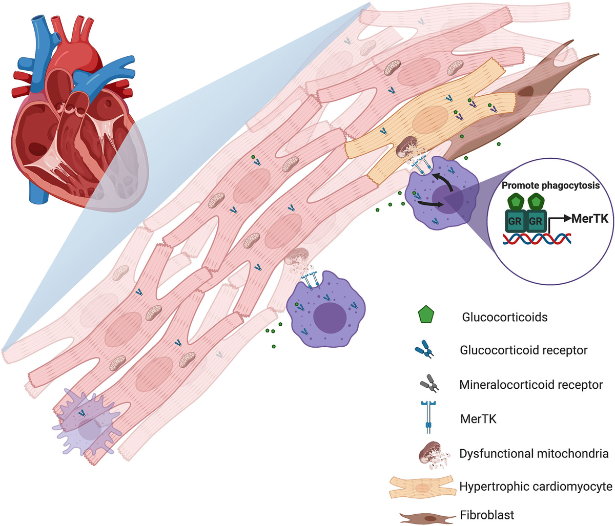 Frontiers | Glucocorticoids as Regulators of Macrophage-Mediated 
