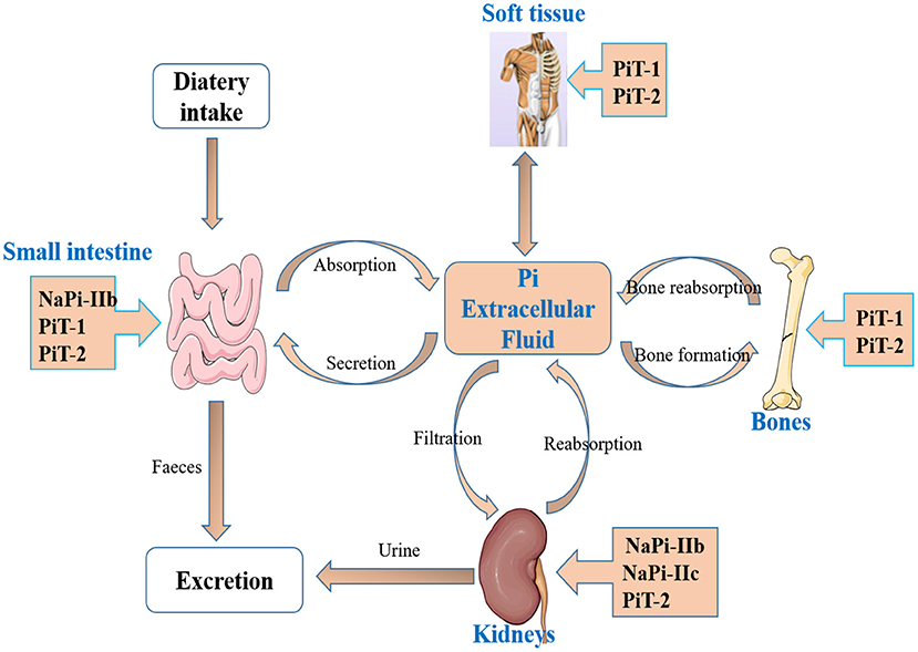 100 ％品質保証 Frontiers | Mechanisms of Epidermal Growth Factor Effect on デュエルマスターズ