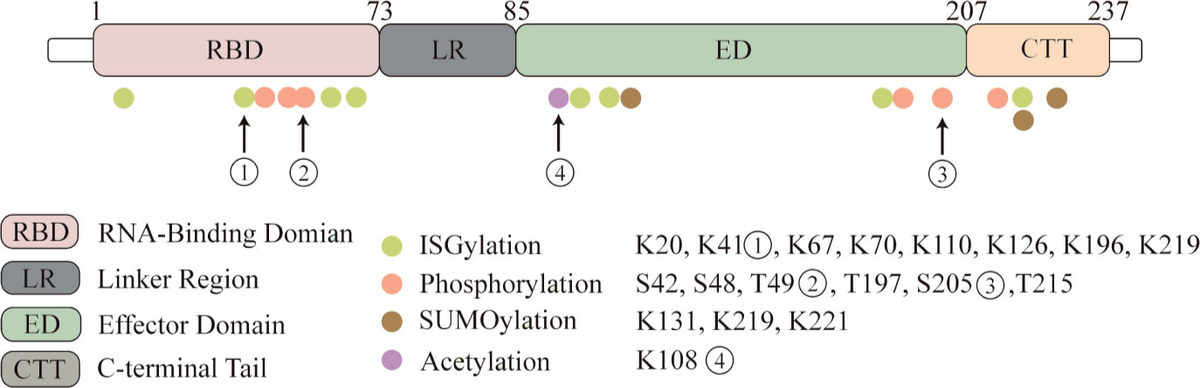 とっておきし福袋 Frontiers | NS1: A Key Protein in the “Game” Between キャップ