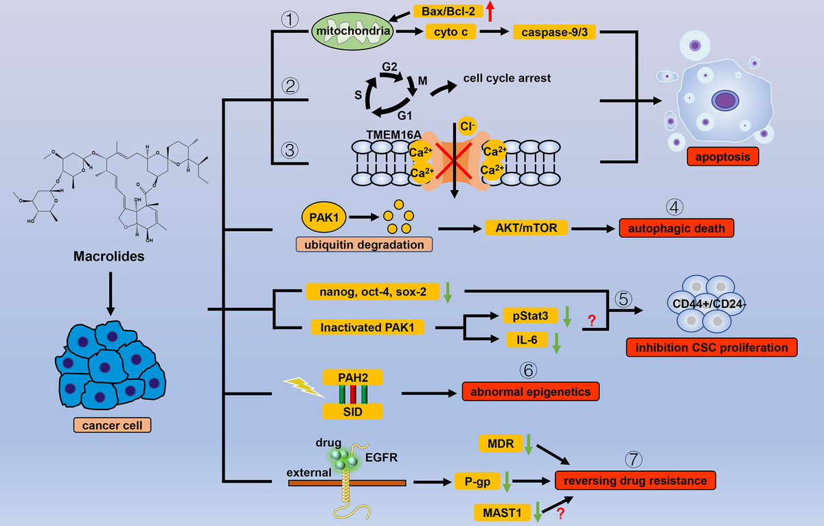 Frontiers | Repositioning of Antiparasitic Drugs for Tumor