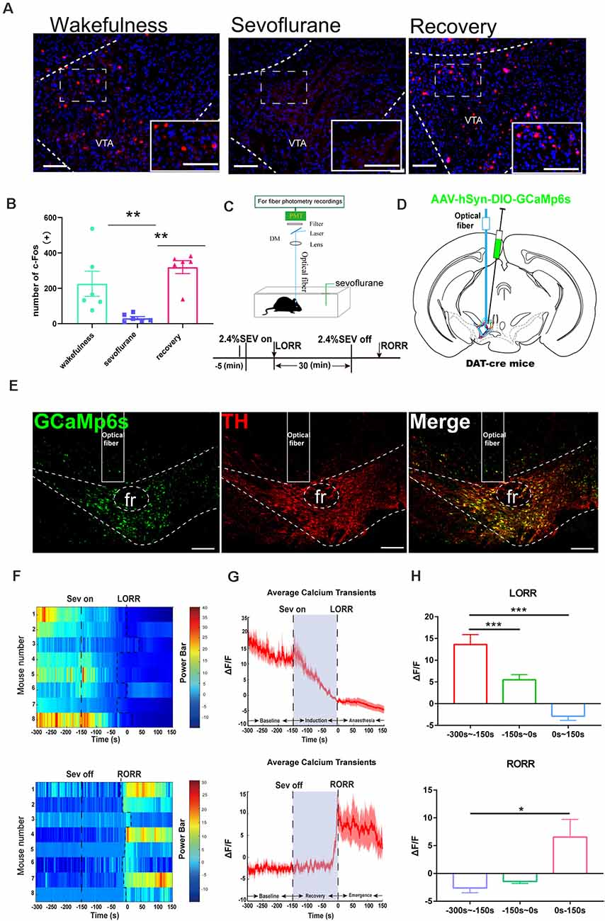 口コミ・レビュー評価が高いおすすめ人気商品の通販 Frontiers | Ventral the From Projections Dopaminergic その他