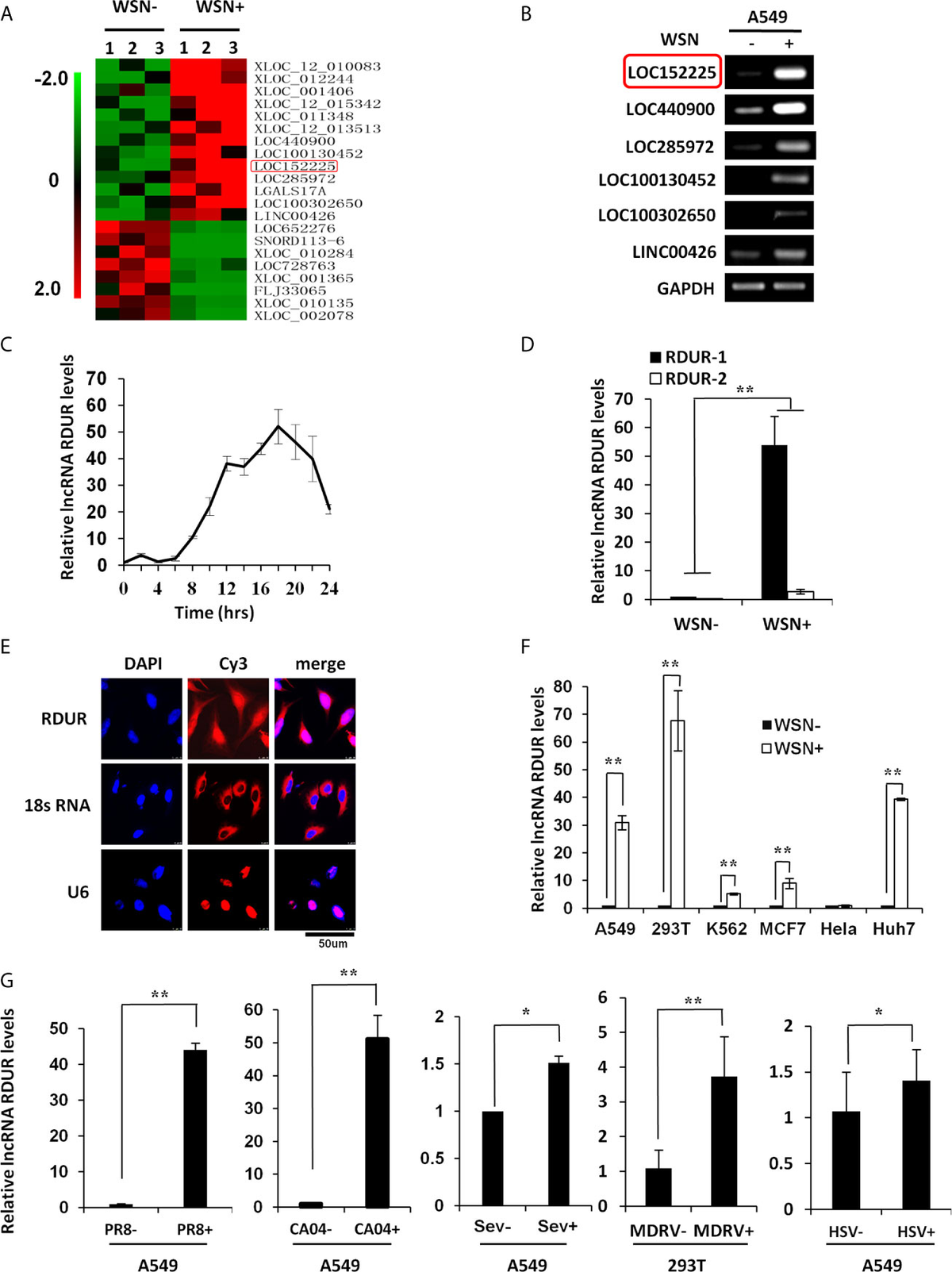 Frontiers | RDUR, a lncRNA, Promotes Innate Antiviral