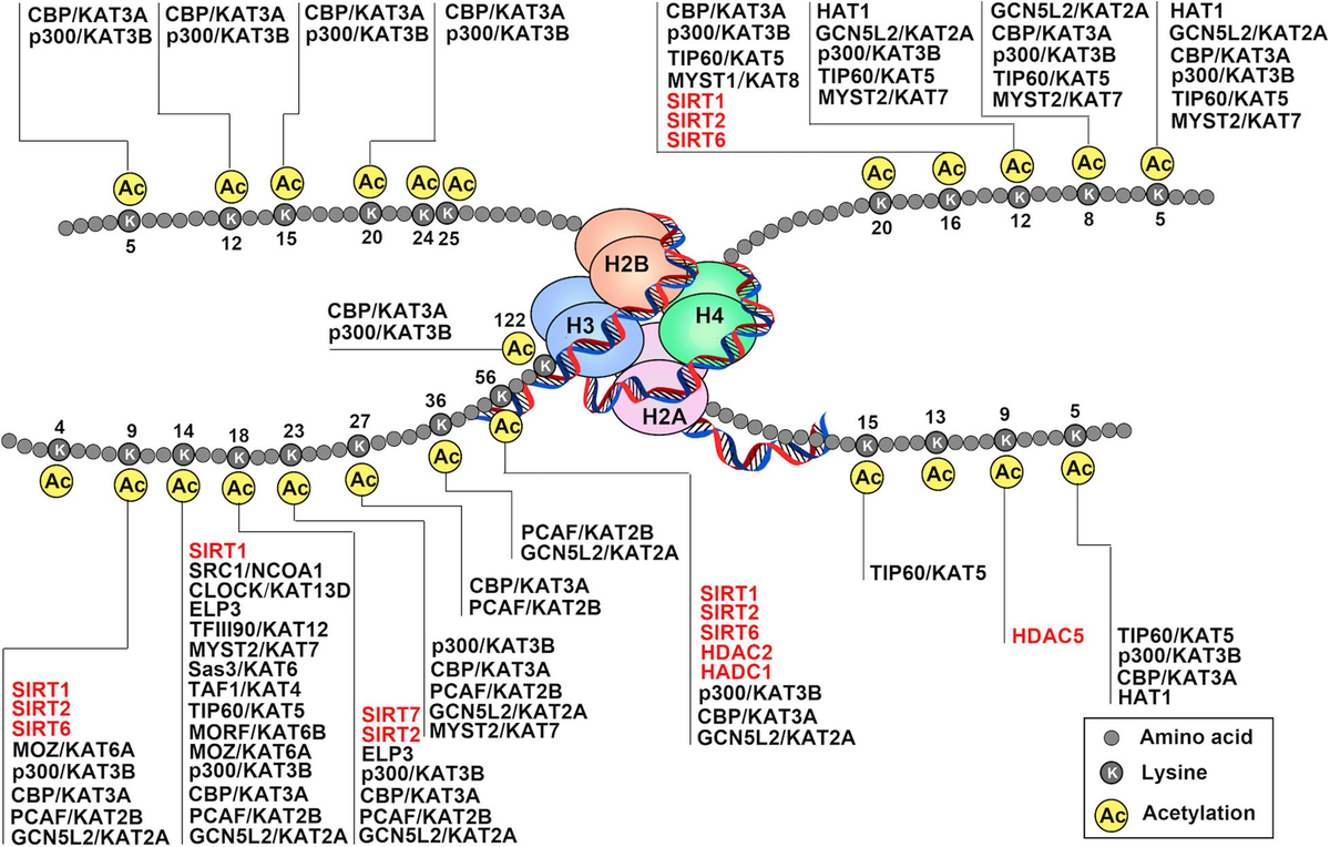Frontiers | The Role of Histone Protein Acetylation in Regulating