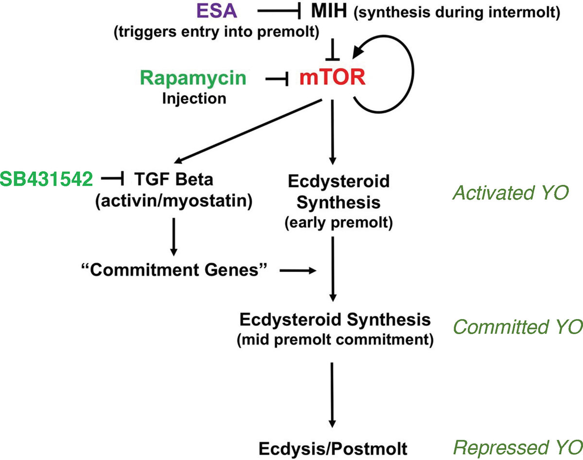 ライアン Regulation of Caenorhabditis elegans HLH-30 subcellular