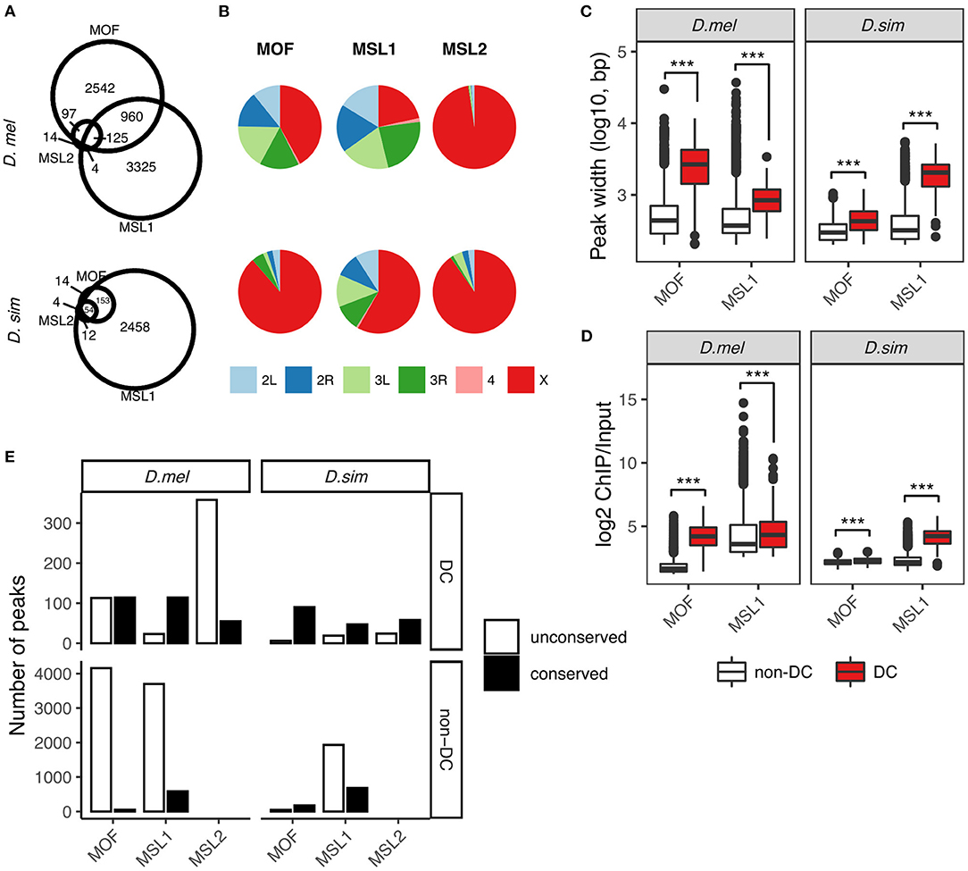 Frontiers | Rapid Evolution of Autosomal Binding Sites of