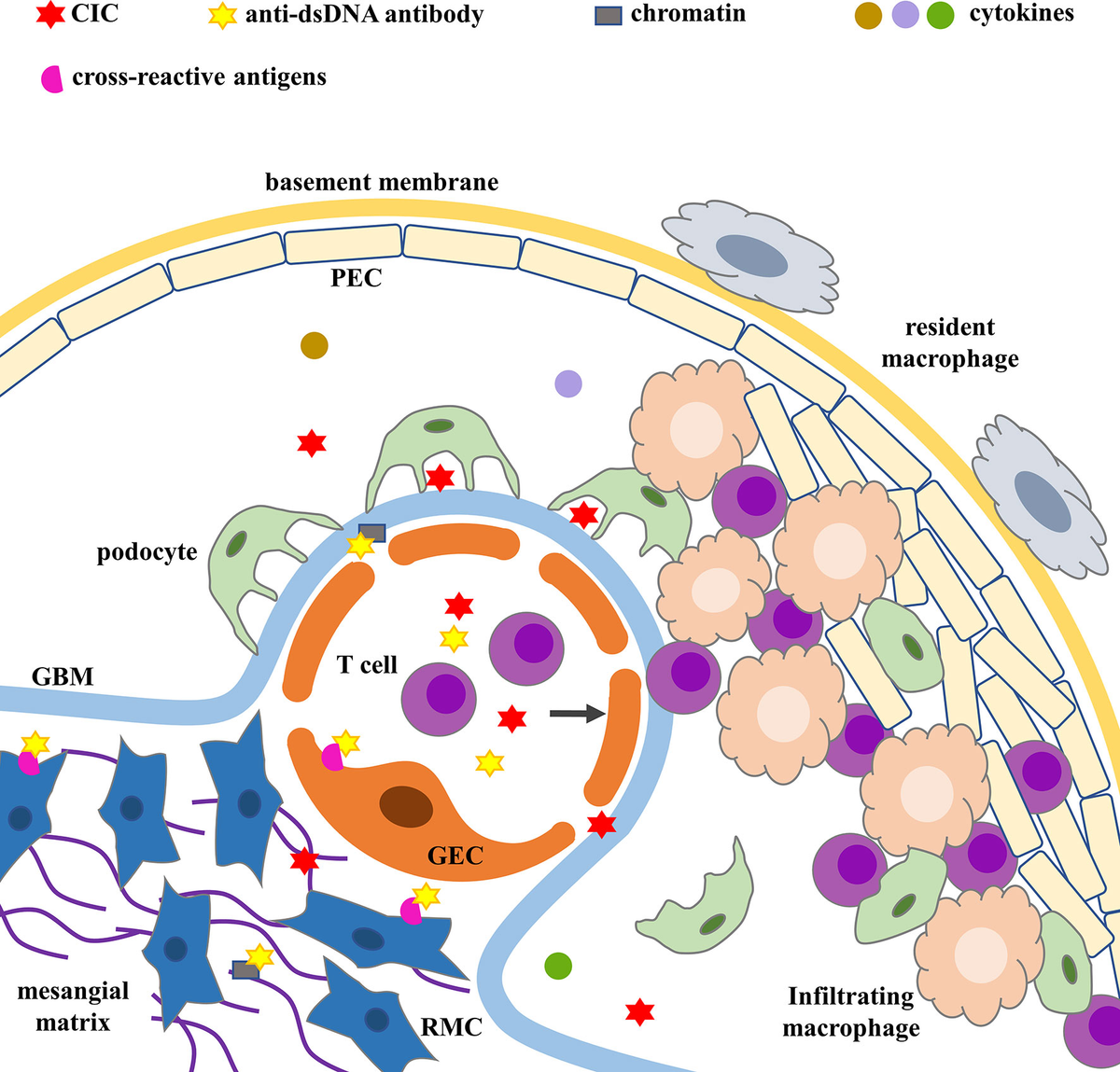 Frontiers | IFN-I Mediates Lupus Nephritis From the