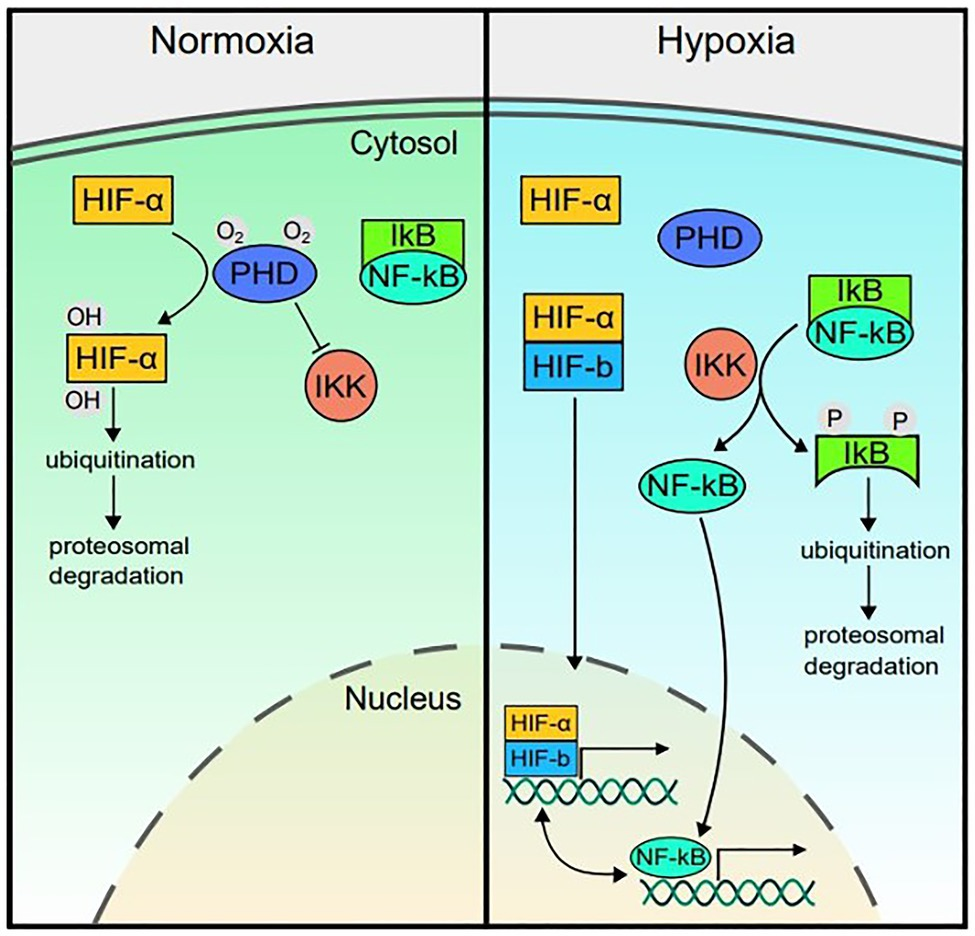 臨床病態栄養学 = Pathophysiological Bases of C… Pathophysiology: The Biologic Basis for Disease in Adults