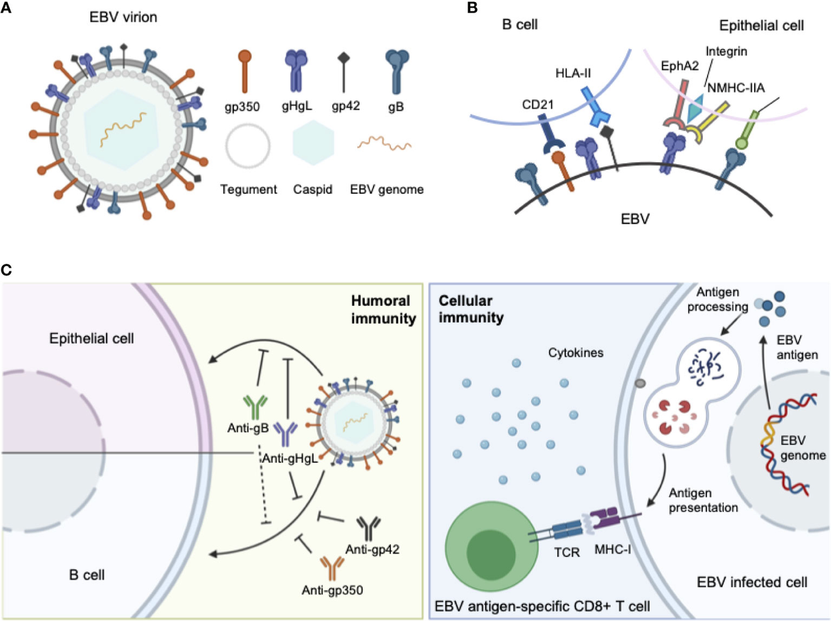 Frontiers | The Status and Prospects of Epstein–Barr Virus
