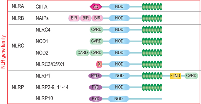 nodismprovider Frontiers | Functions of NOD-Like Receptors in Human Diseases
