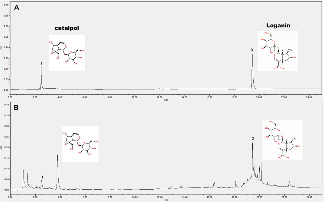Frontiers | Combination of the Herbs Radix Rehmanniae and