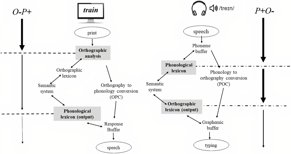 BASIC LINGUISTIC THEORY 2 GRAM TOPICS P: Grammatical Topics [ペーパーバック] DIXON，R. 51ULp+5ZHnL.jpg