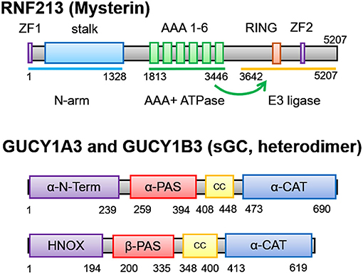 Frontiers | RNF213 and GUCY1A3 in Moyamoya Disease: Key