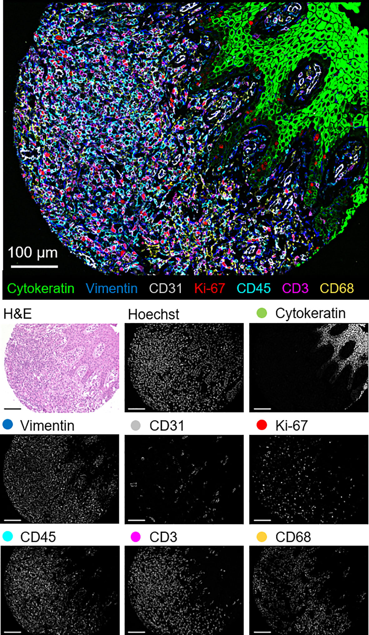 生まれのブランドで Frontiers | Highly Multiplexed Phenotyping of 洋書