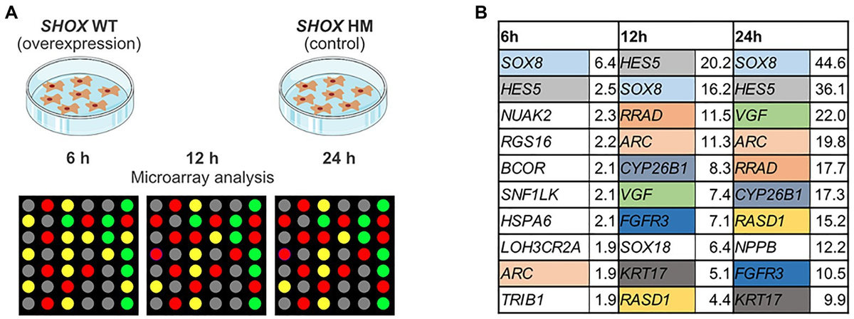 Frontiers | Identification and Tissue-Specific