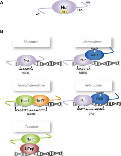 Non-Genomic Hallmarks of Aging—The Review